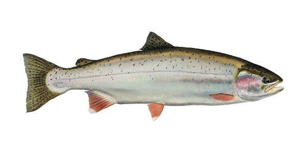 Trout/Salmon Fishing Charters